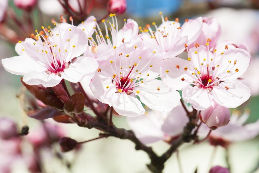 cherry-blossom-01