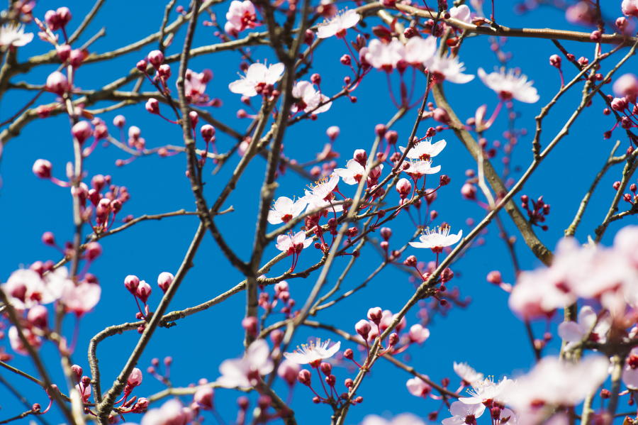 cherry-blossom-05