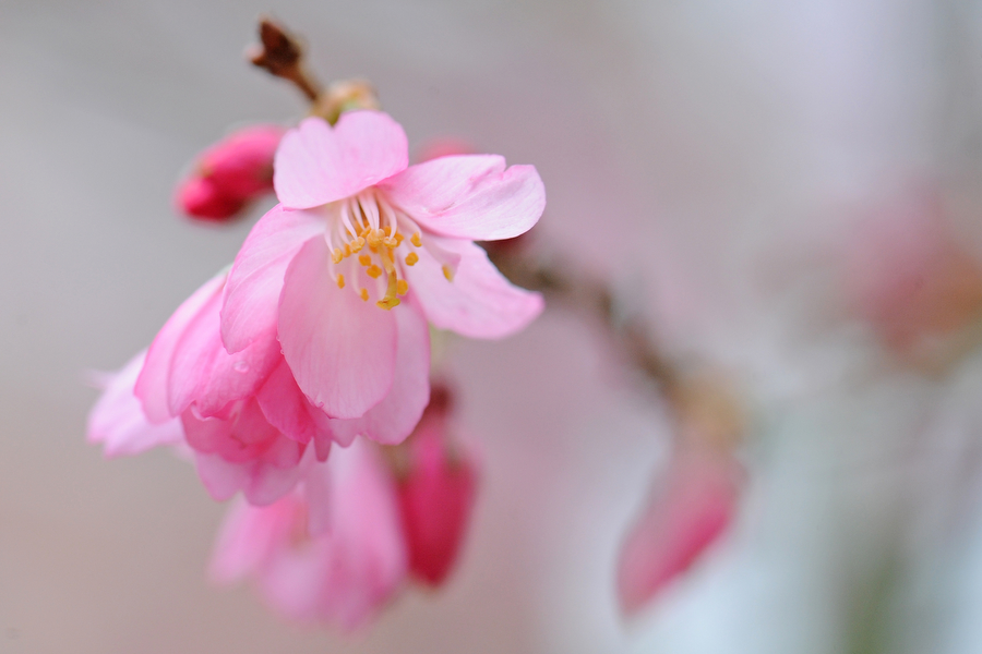 cherry-blossom-11