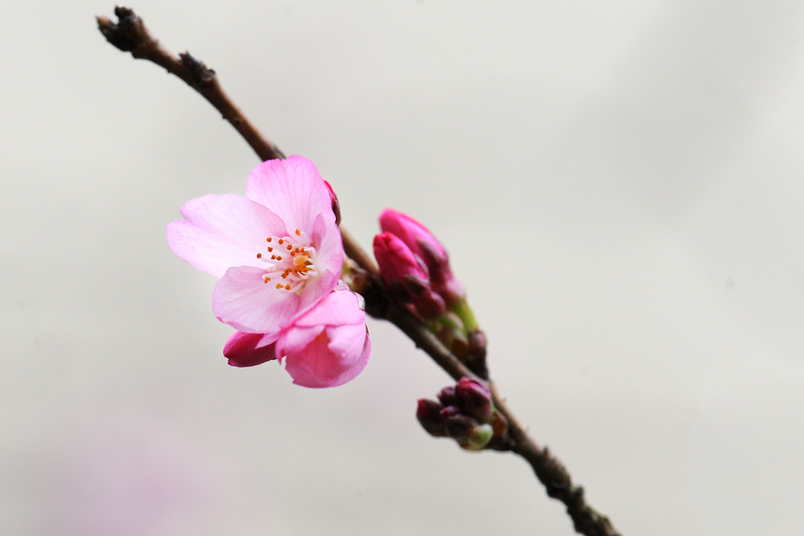 cherry-blossom-12