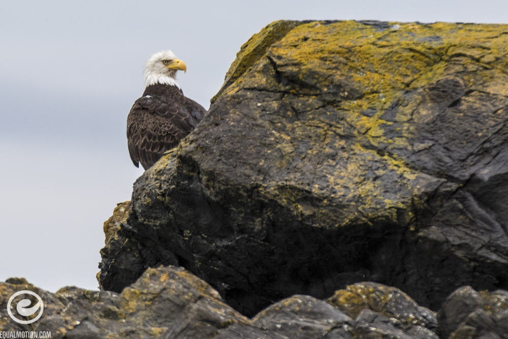 Photos of bald eagles, skateboarding, beaches, ferries and sunsets on Lopez Island in the San Juan Islands.