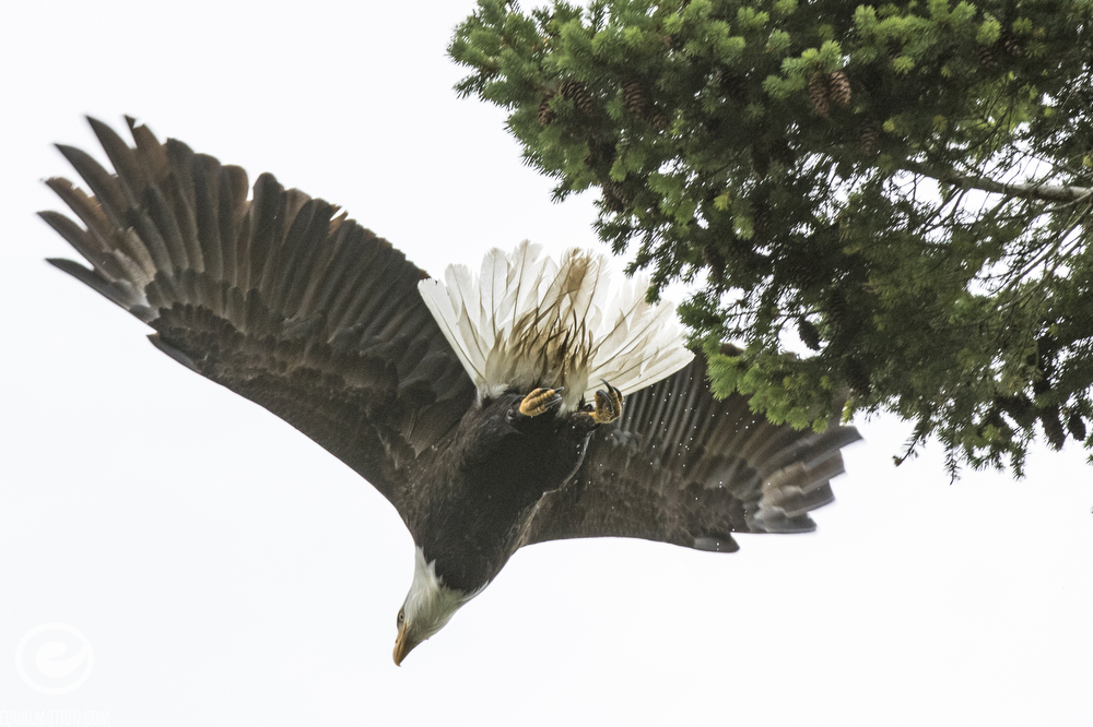 Photos of bald eagles, skateboarding, beaches, ferries and sunsets on Lopez Island in the San Juan Islands.