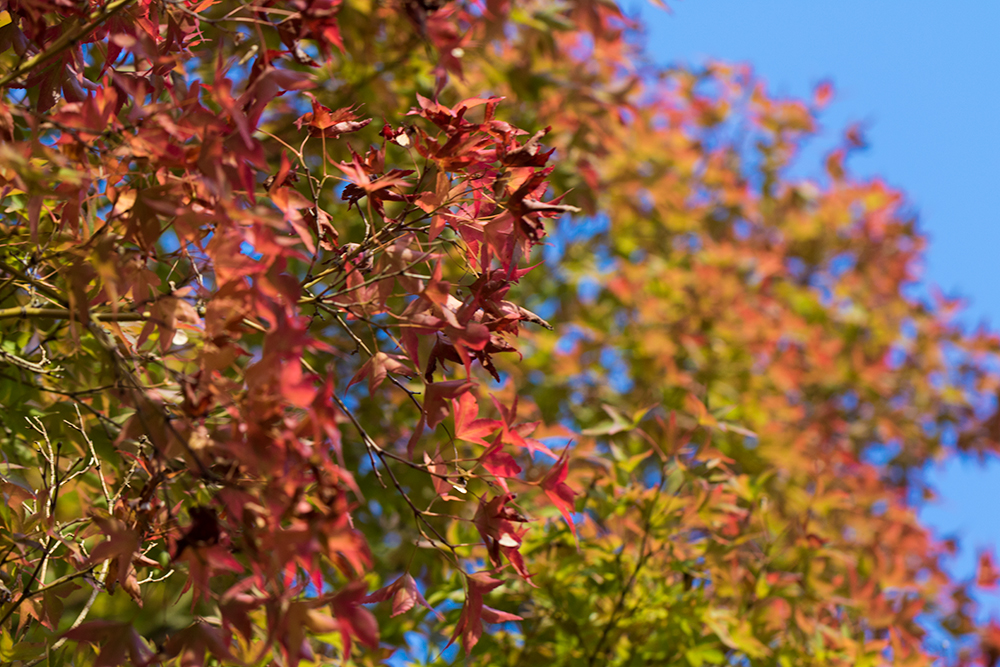 Seattle Fall Colors captured around Capitol Hill and the Washington Park Arboretum.