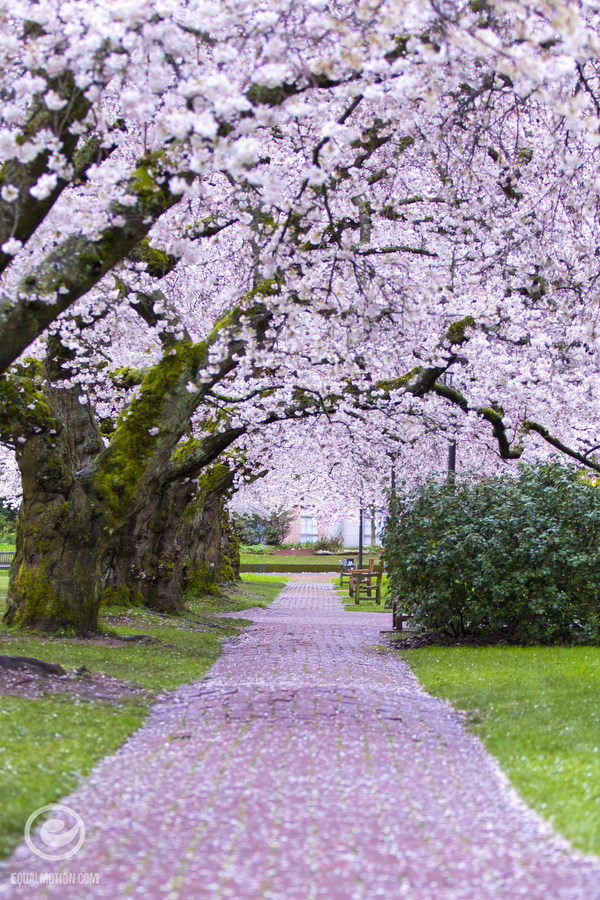Spring colors on display at the University of Washington in Seattle at the famous Quad and its Cherry Trees on the UW campus.