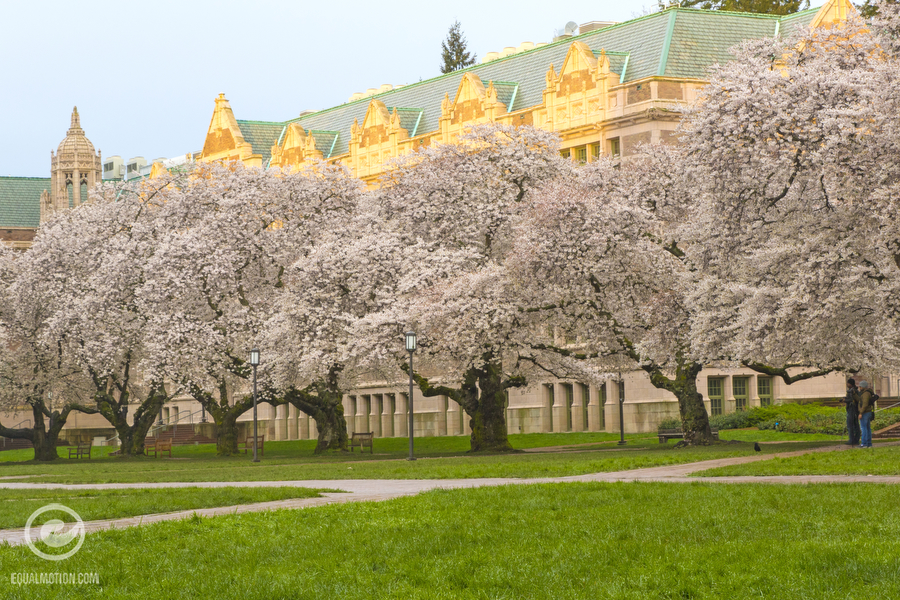 Spring colors on display at the University of Washington in Seattle at the famous Quad and its Cherry Trees on the UW campus.