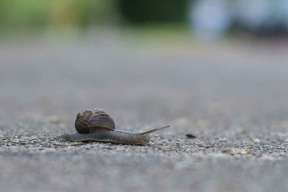 fb-snail